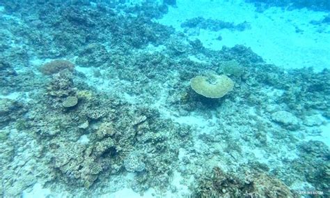 coral in tagalog|Bahura ng mga bulaklak na bato .